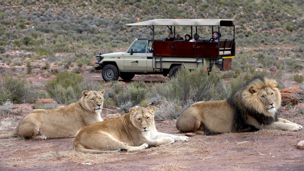 lions-gamedrive-1024x578